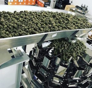 PrimoCombi cannabis packaging machine