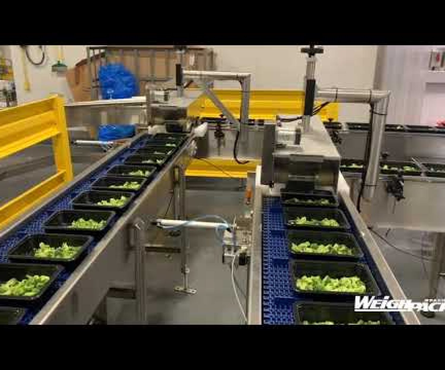 Frozen Broccoli Weighing and Tray Filling Machines